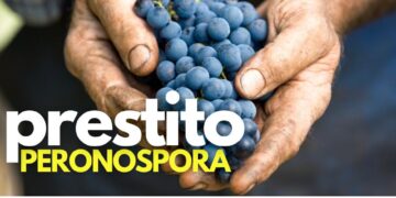 Peronospora, prestito speciale per i danni alle vigne