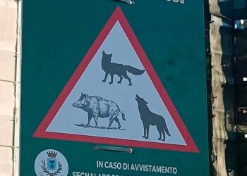 «Attenzione! Animali selvatici», l’avviso dopo gli ultimi avvistamenti a San Salvo Marina