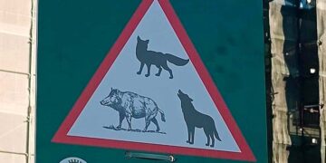 «Attenzione! Animali selvatici», l’avviso dopo gli ultimi avvistamenti a San Salvo Marina