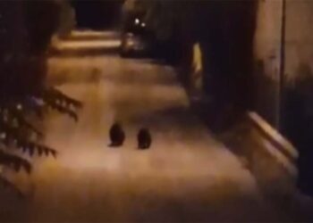 Cuccioli Amarena, l’appello del Parco: «Evitare curiosità spasmodica»