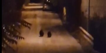 Cuccioli Amarena, l’appello del Parco: «Evitare curiosità spasmodica»