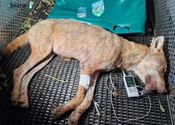 Catturata una lupa a San Salvo Marina, test dna per confermare che sia quella delle aggressioni