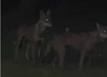 Lupi, nuovo avvistamento. Raspa: «San Salvo Marina, ore 23,30, i comunicati non bastano»