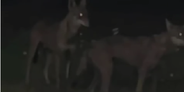 Lupi, nuovo avvistamento. Raspa: «San Salvo Marina, ore 23,30, i comunicati non bastano»