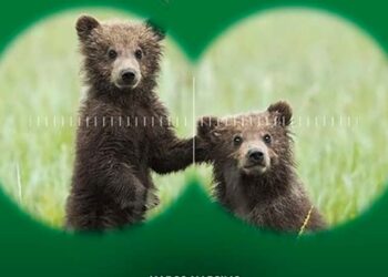 Cuccioli Amarena, cresce fiducia del Parco: «Grande capacità di sopravvivenza, escludiamo cattura»