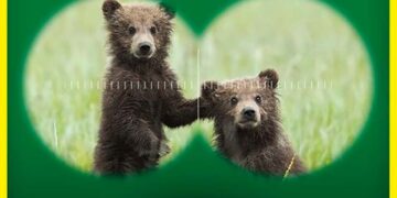 Cuccioli Amarena, cresce fiducia del Parco: «Grande capacità di sopravvivenza, escludiamo cattura»