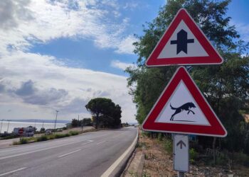 “Attraversamento lupi”: ignoti modificano i segnali sulla statale 16