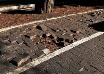 Villetta due pini, «Taglio degli alberi unica soluzione possibile, paghiamo vecchie scelte»