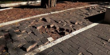 Villetta due pini, «Taglio degli alberi unica soluzione possibile, paghiamo vecchie scelte»