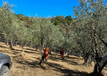 Oliveto a fuoco a Castiglione Messer Marino, i vigili del fuoco evitano il peggio