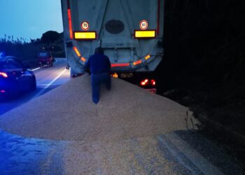 SS16: tir perde carico di mais, «potrebbe attirare cinghiali e caprioli sulla strada»