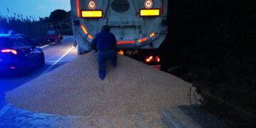 SS16: tir perde carico di mais, «potrebbe attirare cinghiali e caprioli sulla strada»