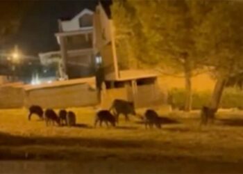 Cinghiali nel centro abitato, «In via Giustino Fusco una mandria di 20 esemplari»