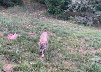 La lupa è stata curata e trasferita nell’area faunistica di Pretoro