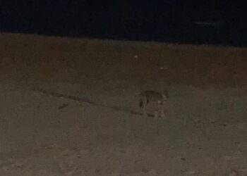 Avvistato lupo in spiaggia: «Seguiva i nostri spostamenti, ci siamo allontanati»
