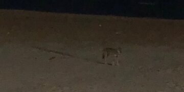 Avvistato lupo in spiaggia: «Seguiva i nostri spostamenti, ci siamo allontanati»