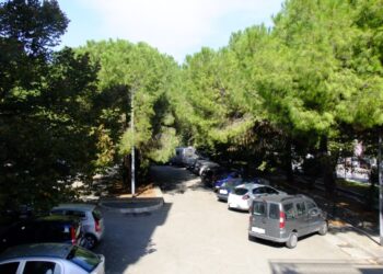 «Lasciate in pace gli alberi»: sabato ecologisti protestano contro il Comune