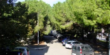 «Lasciate in pace gli alberi»: sabato ecologisti protestano contro il Comune