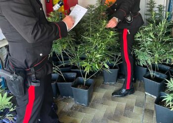 Strano odore dal seminterrato: scoperte 85 piante di marijuana a San Giovanni Teatino