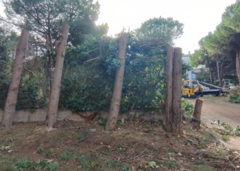 Taglio degli alberi nel parcheggio “Due Pini”, è battaglia legale: ecologisti ricorrono al Tar