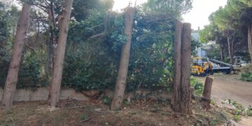 Taglio degli alberi nel parcheggio “Due Pini”, è battaglia legale: ecologisti ricorrono al Tar