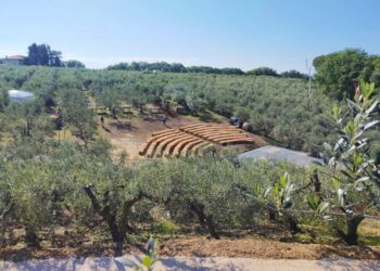 A Fossacesia la settima edizione della Camminata tra gli olivi