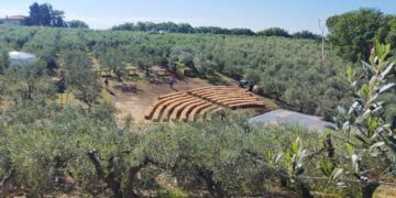 A Fossacesia la settima edizione della Camminata tra gli olivi