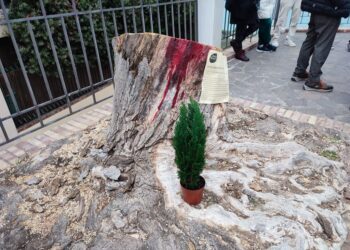 Cittadini davanti a quel che resta dell’acero secolare: «Tecnici spieghino perchè non si poteva salvare»