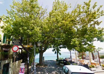 Abbattuto il grande acero di piazza Marconi, era stato piantato nel 1879: «Non era più sicuro»