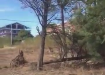 «Alberi spezzati a ridosso delle case: al Villaggio Siv manutenzione assente»