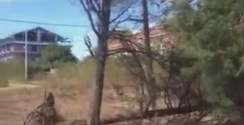 «Alberi spezzati a ridosso delle case: al Villaggio Siv manutenzione assente»