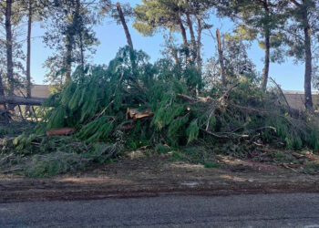 100 alberi a terra nella zona industriale, altri 50 da abbattere: c’è il nodo dello smaltimento