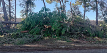 100 alberi a terra nella zona industriale, altri 50 da abbattere: c’è il nodo dello smaltimento