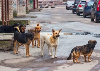 «A Cupello troppi cani randagi, hanno anche ucciso un cucciolo»