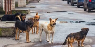 «A Cupello troppi cani randagi, hanno anche ucciso un cucciolo»