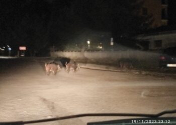 Ancora cinghiali nel centro abitato: tra le auto parcheggiate in piazza Fiume