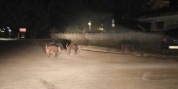 Ancora cinghiali nel centro abitato: tra le auto parcheggiate in piazza Fiume