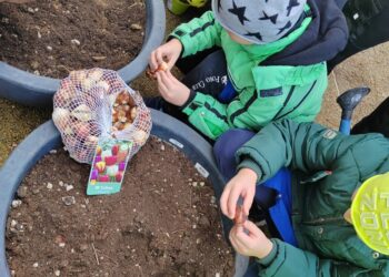 Alunni piantano bulbi di tulipani per abbellire il paese
