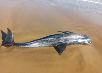 Grampo spiaggiato a Vasto, «Caso raro, in Abruzzo è successo solo 6 volte in 30 anni»