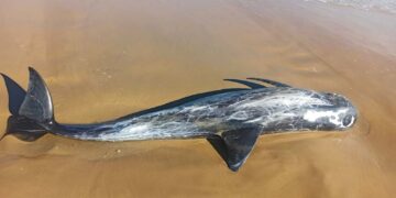 Grampo spiaggiato a Vasto, «Caso raro, in Abruzzo è successo solo 6 volte in 30 anni»