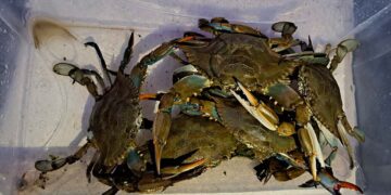 Granchio blu anche nei fiumi, catturati numerosi esemplari nel Sinello