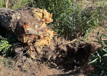 Radici strozzanti indeboliscono i pini: in corso la rimozione di 10 alberi in via Molino