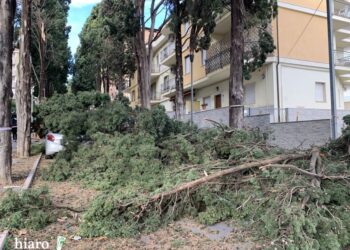 Comitato Amici degli Alberi: «La soluzione a fatti eccezionali non è la desertificazione»