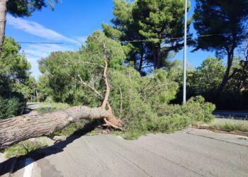 Vasto, danni causati dal vento: sul Comune pioveranno richieste di risarcimento