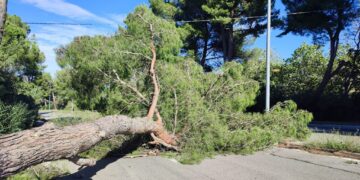 Vasto, danni causati dal vento: sul Comune pioveranno richieste di risarcimento