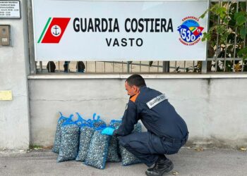 Traffico illecito di vongole, sequestri e sanzioni in pescherie di Vasto e San Salvo