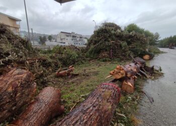 Nell’ex stazione montagne di pini tagliati: «Alimenteranno la centrale a biomasse»