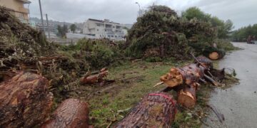 Nell’ex stazione montagne di pini tagliati: «Alimenteranno la centrale a biomasse»