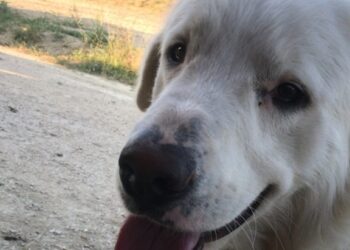 Si chiamava Gerry, era un simil maremmano di 3 anni, ucciso con un colpo d’arma da fuoco
