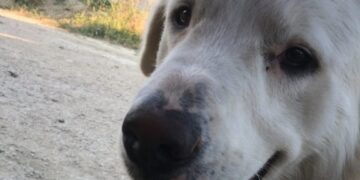 Si chiamava Gerry, era un simil maremmano di 3 anni, ucciso con un colpo d’arma da fuoco